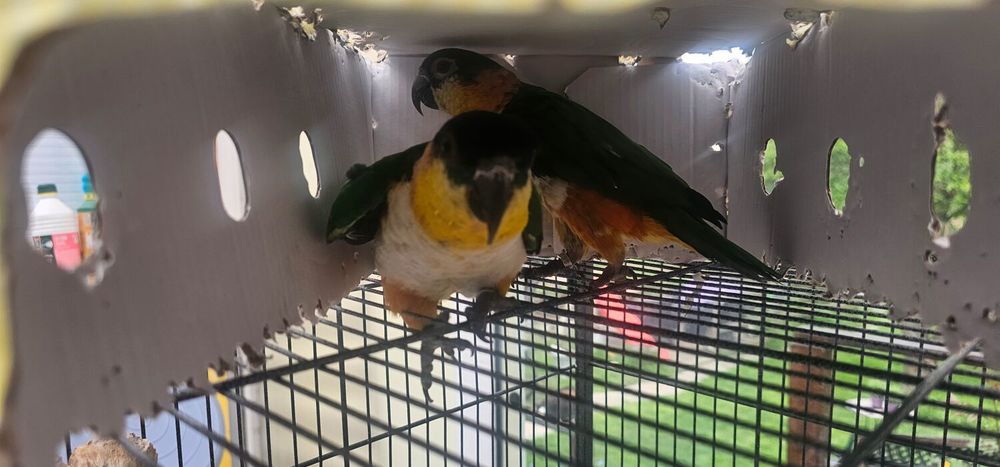 recherche un ou une caique maipouri 0 60550 Verneuil-en-halatte