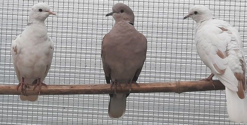 Tourterelles domestiques 10 01350 Culoz