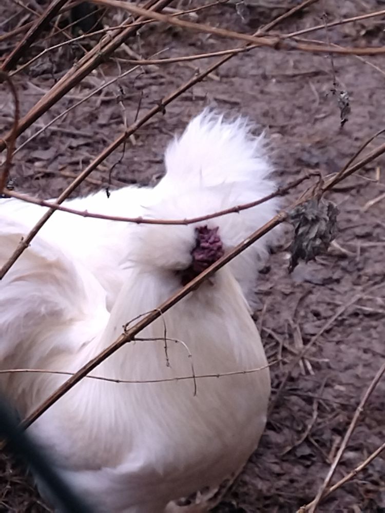 Coq de soie .
5 51460 Poix