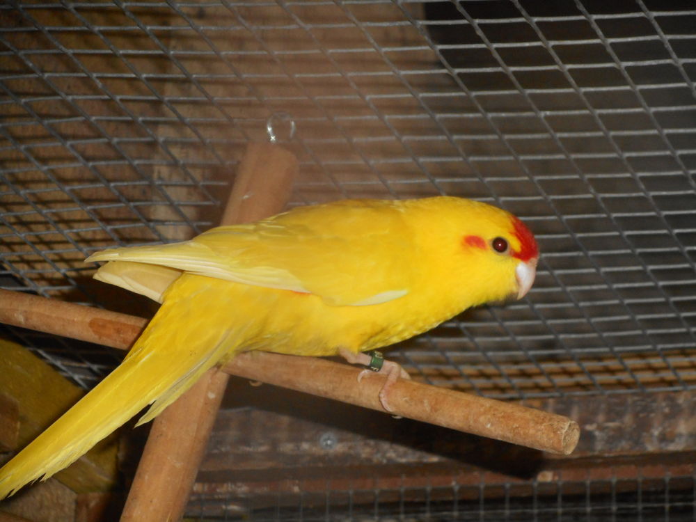 PERRUCHES KAKARIKIS 50 33140 Villenave-d'ornon