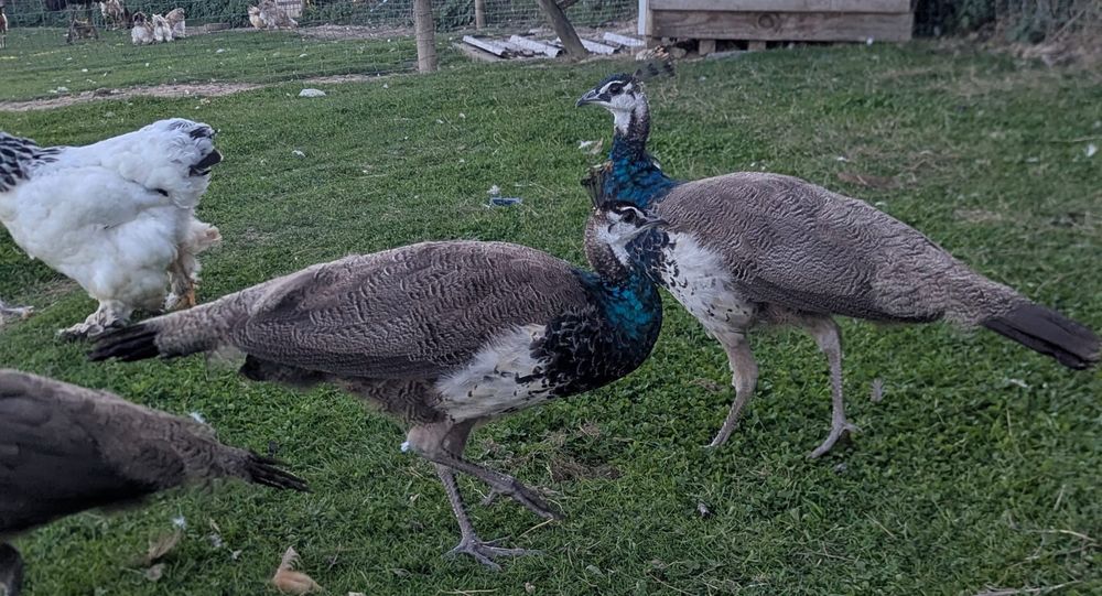 Paon bleus et blanc 90 85130 La verrie