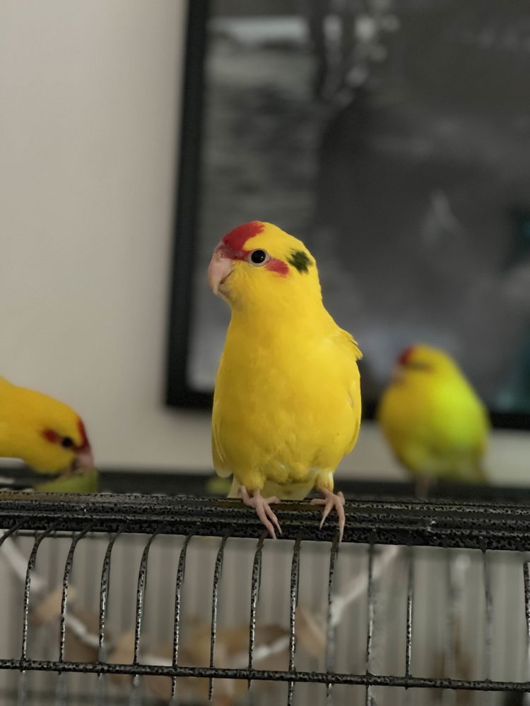 Kakariki a C&eacute;der - 2 Mois 70 64122 Urrugne