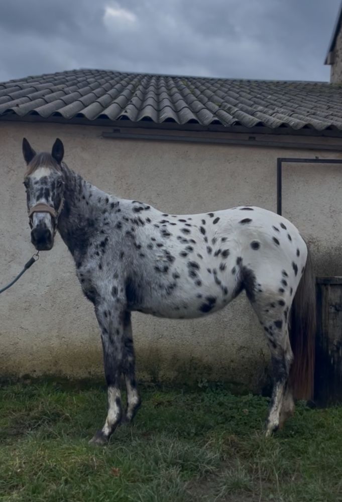 Jument 3 ans de couleur 3000 23600 Leyrat