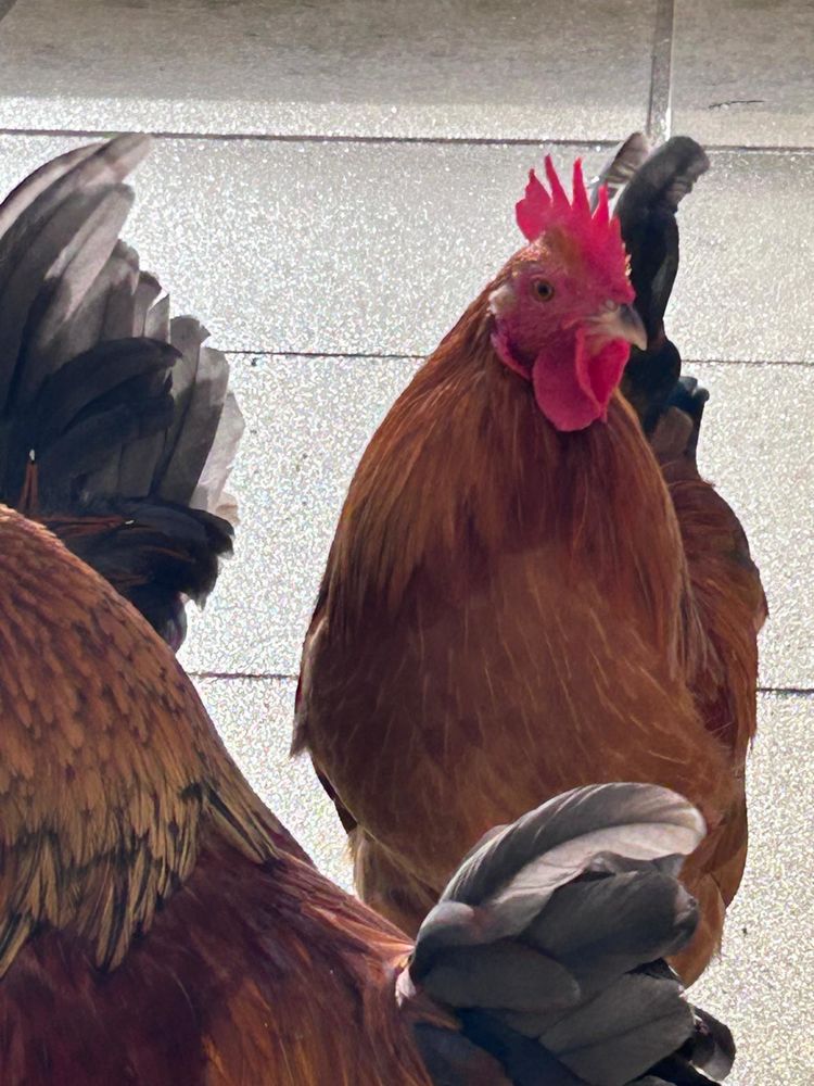 Coqs de race : P&eacute;kin &agrave; donner 0 29150 Ch�teaulin