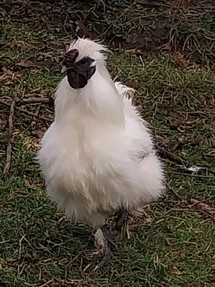 Coq de soie 0 14790 Mouen