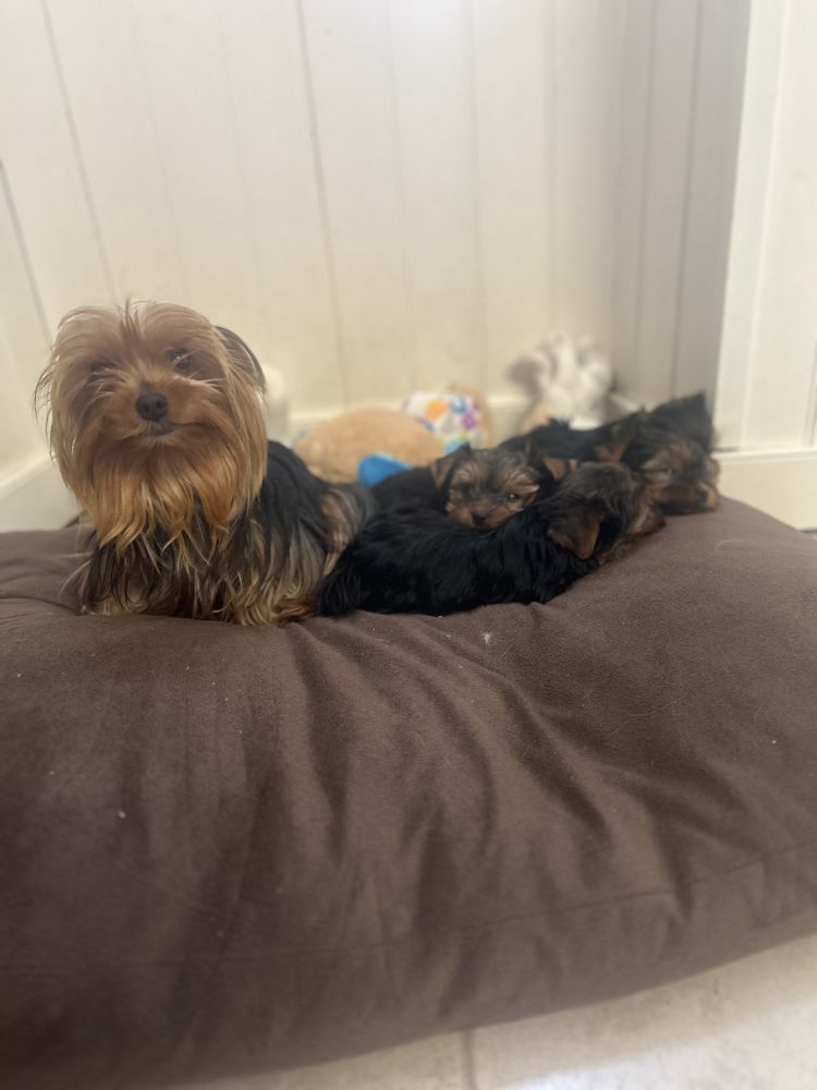 Yorkshire terrier 1100 85220 La chapelle-hermier