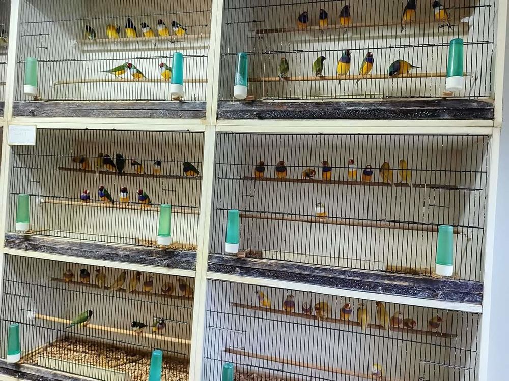 Achete oiseaux 1 14310 Villers-bocage