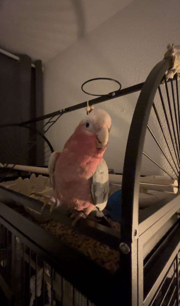 adorable jeune Perroquet rosalbin Male 1000 33260 La teste-de-buch