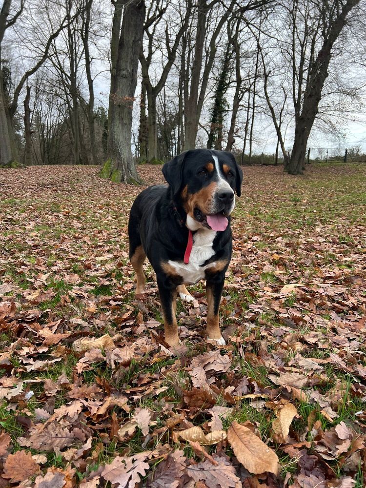 Femelle Grand Bouvier Suisse avec Pedigree 0 91470 Angervilliers