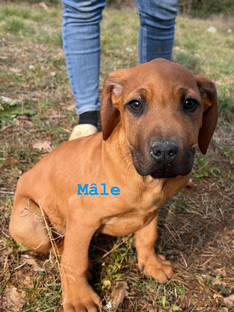 Chiots rhodesian ridgeback disponibles 1400 83170 Rougiers