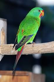 Perruche de Latham 80 67310 Hoheng�ft