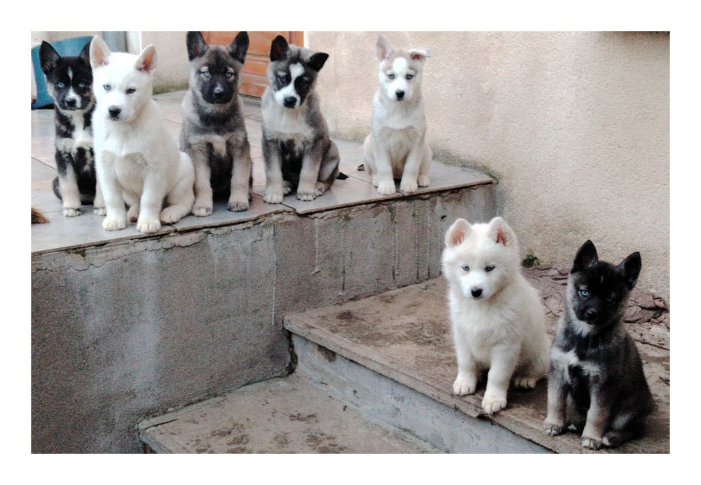  chiots pomsky aux magnifiques yeux bleus 950 26530 Le grand-serre