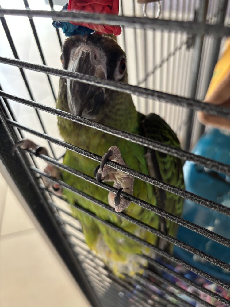 Perroquet de jardine 700 66530 Claira