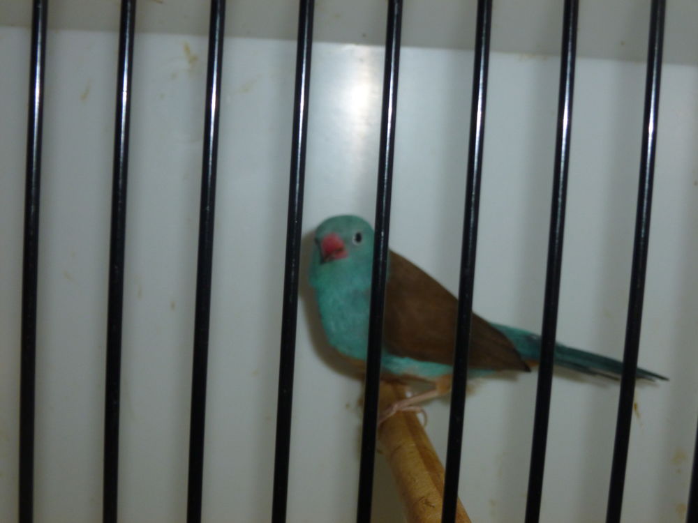 M&acirc;le cap bleu 60 62250 Marquise