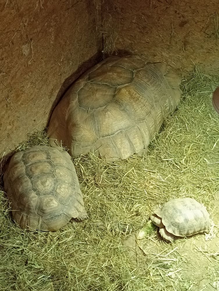 Tortue 1 27270 Grand-camp