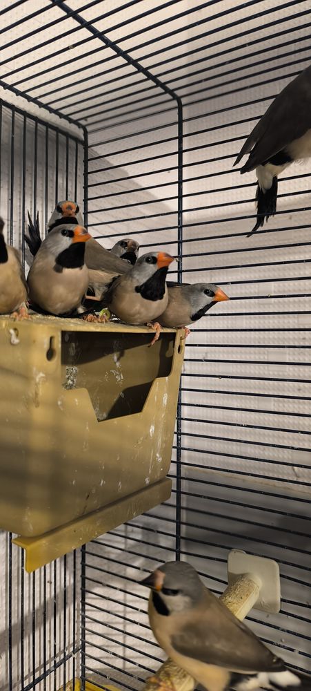 Bavette de Heck 25 29860 Bourg-blanc