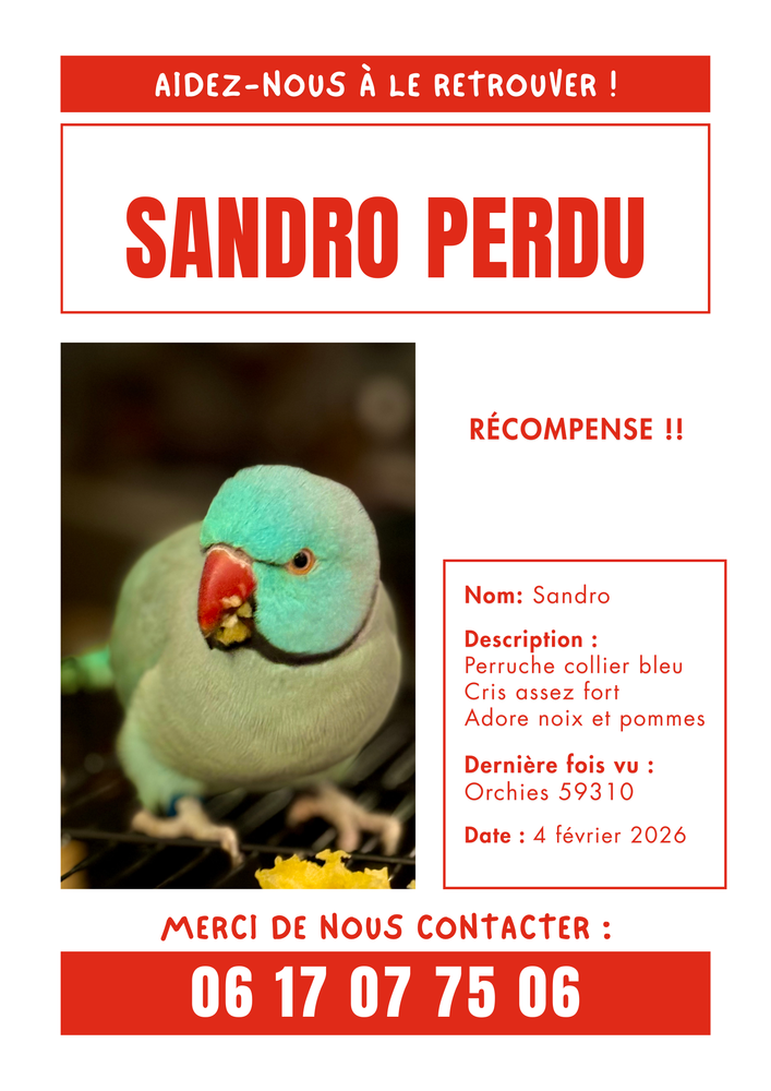 PERRUCHE COLLIER PERDU 0 59310 Orchies