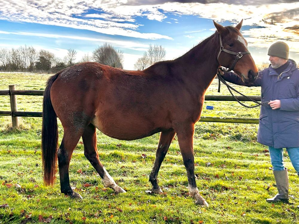  Poulini&egrave;re 850 14600 Genneville
