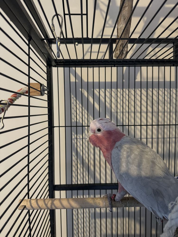 Kakatoes rosealbin 1300 02880 Crouy