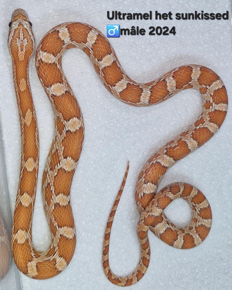 Pantherophis guttatus Nc2024 30 94000 Cr�teil