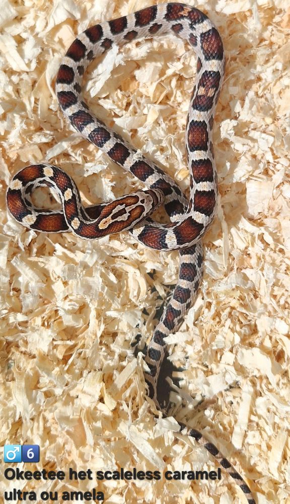 Pantherophis het scaleless 50 94000 Cr�teil