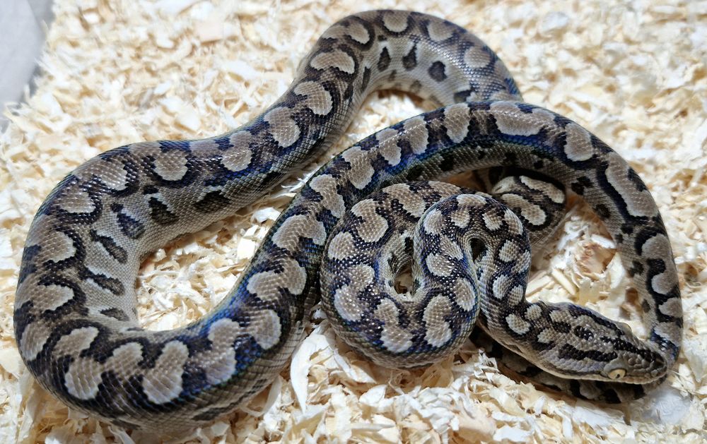 Epicrates alvarezi 120 94000 Cr�teil