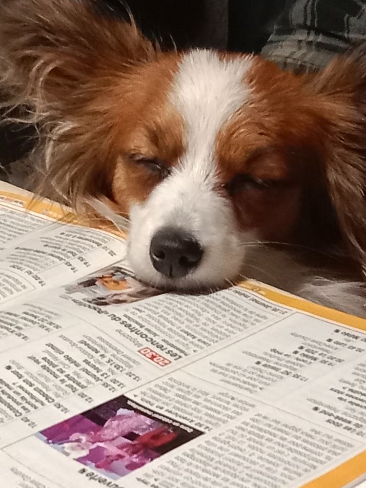 saillie 0 33570 Puisseguin