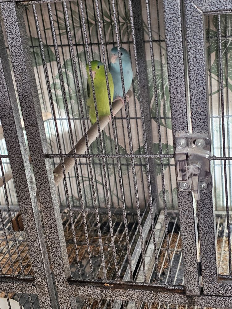 2 couples d oiseaux 150 18600 Sancoins