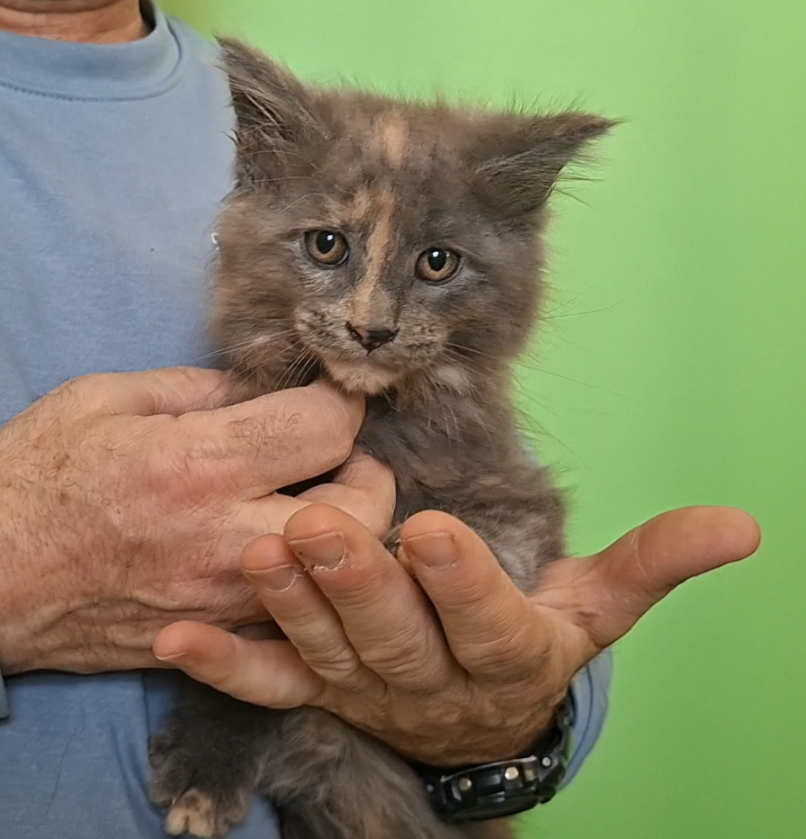 chaton femelle Maine Coon LOOF 850 83000 Toulon