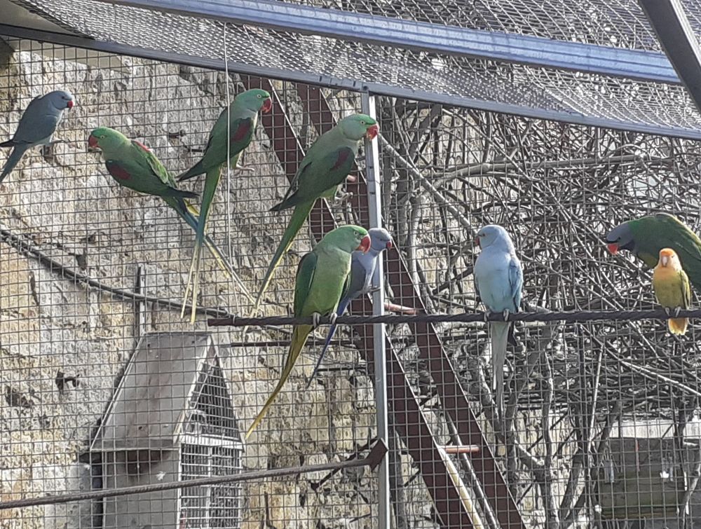 Grand Alexandre et derby
120 29250 Saint-pol-de-l�on