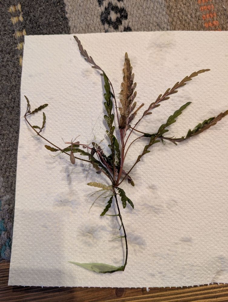 plantes et poissons 2 57580 Vatimont