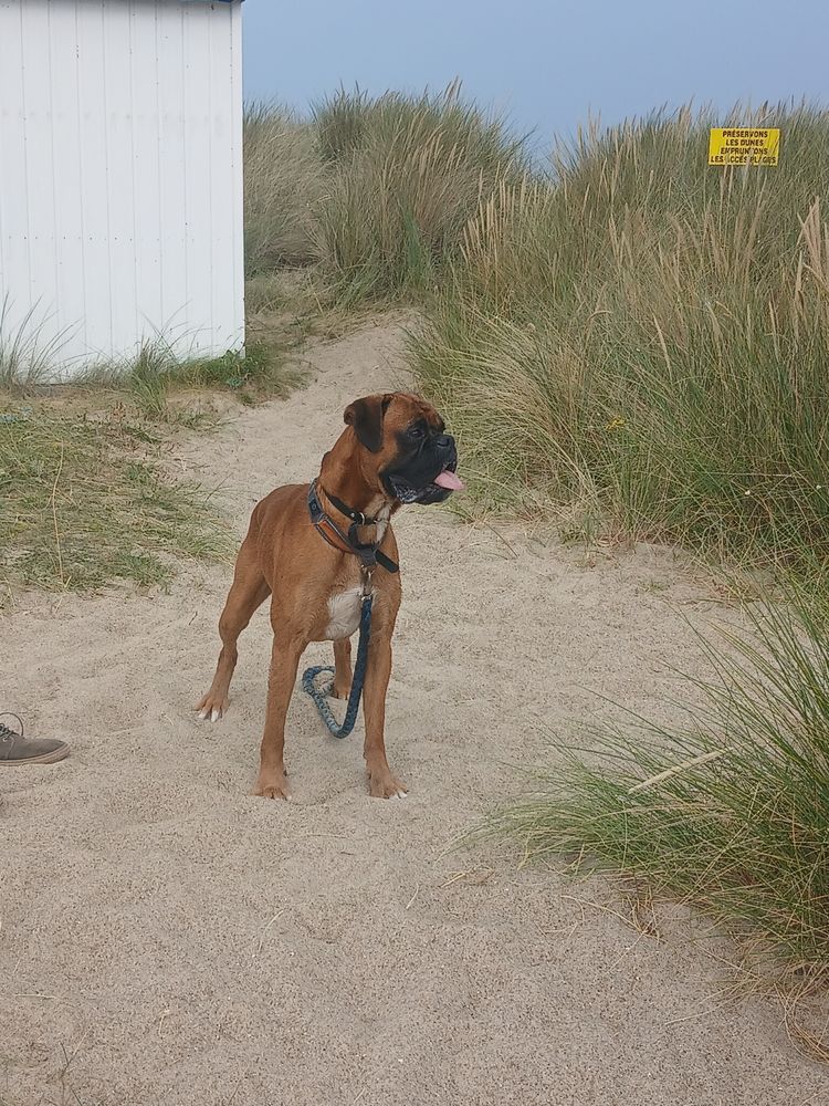 Recherche saillie boxer 
300 76600 Le havre