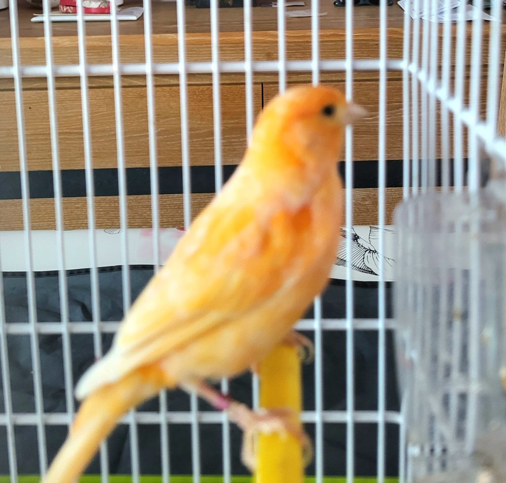 Beau Canari M&acirc;le Orange 20 85280 La ferri�re