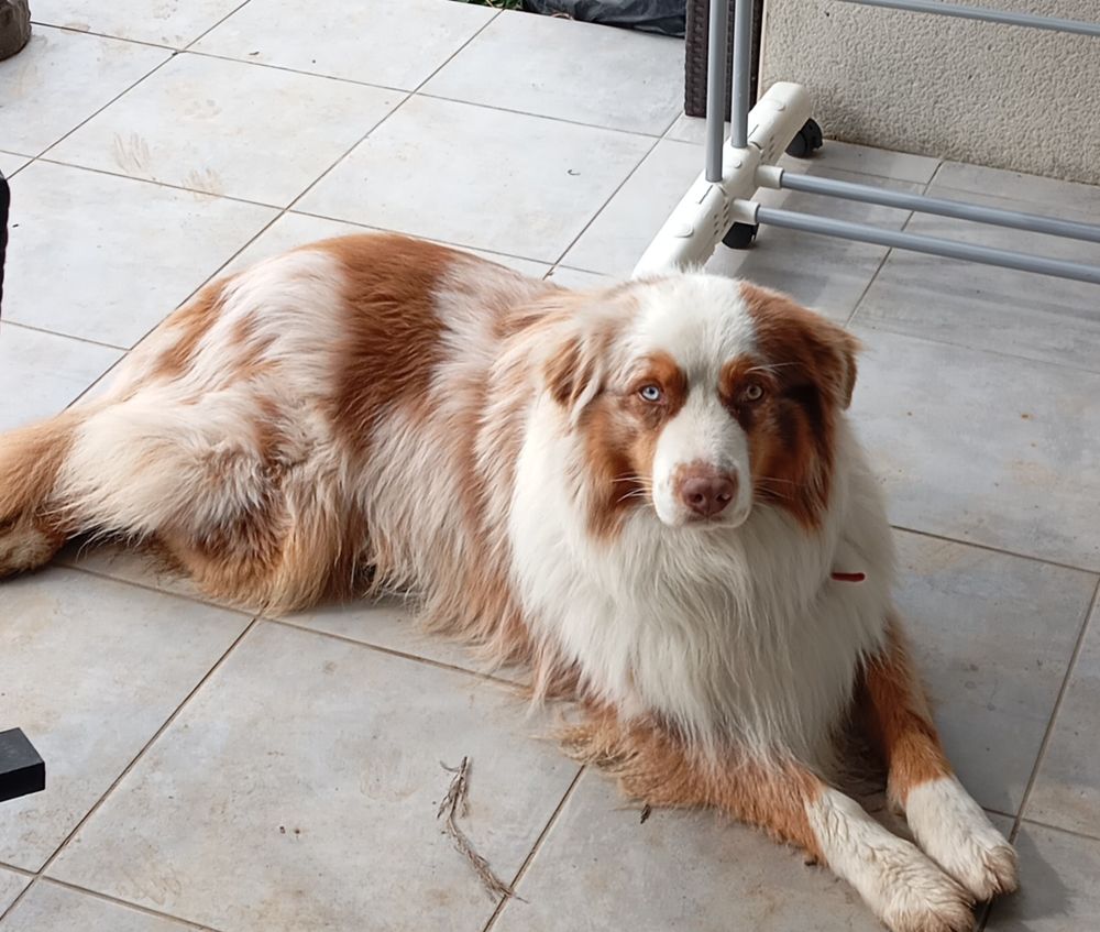 Chien tres sociable 0 82100 Castelsarrasin