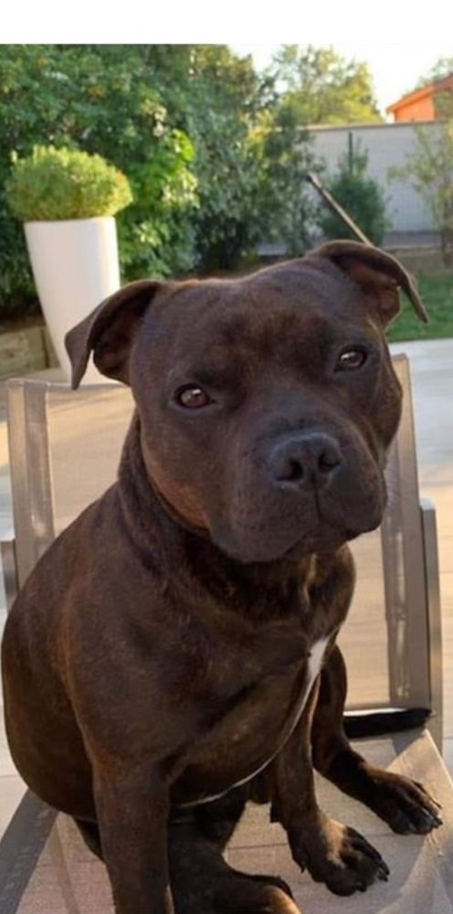 Donne femelle staffy 0 07350 Cruas