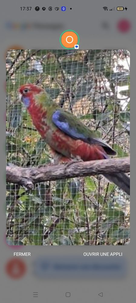 c&egrave;de perruche baraband 60 78690 Les essarts-le-roi