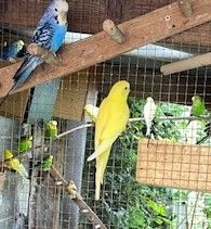 JEUNES PERRUCHES 2025 20 93160 Noisy-le-grand