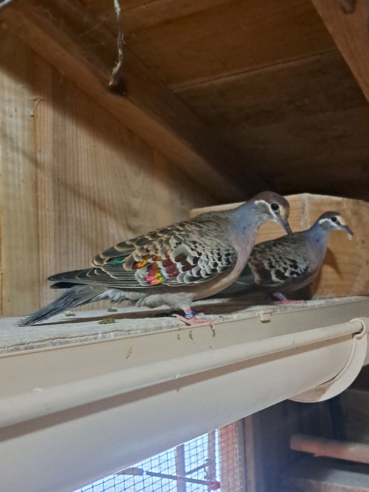 Oiseaux de cage et de voliere 50 40110 Morcenx