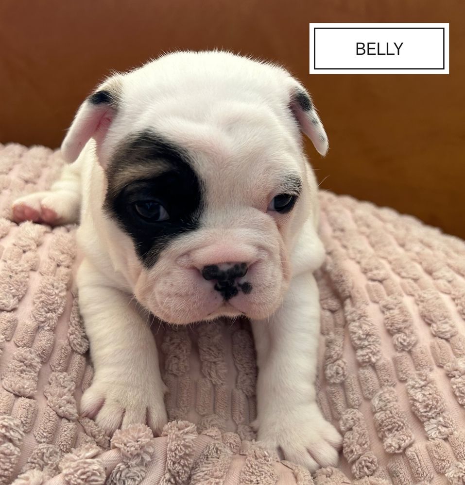 A r&eacute;server 
Chiots bouledogue francais 
&Eacute;levage familial 1100 56400 Brech