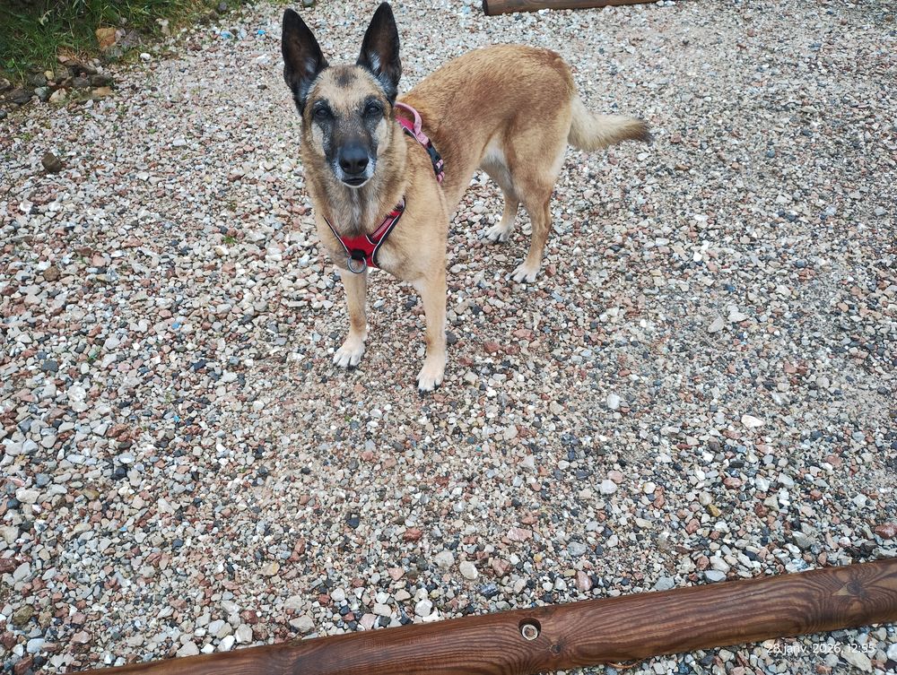 Malinois cherche famille aimante 0 74500 �vian-les-bains