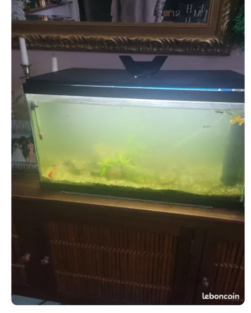 Aquarium sans poisson vide 50 91410 Dourdan