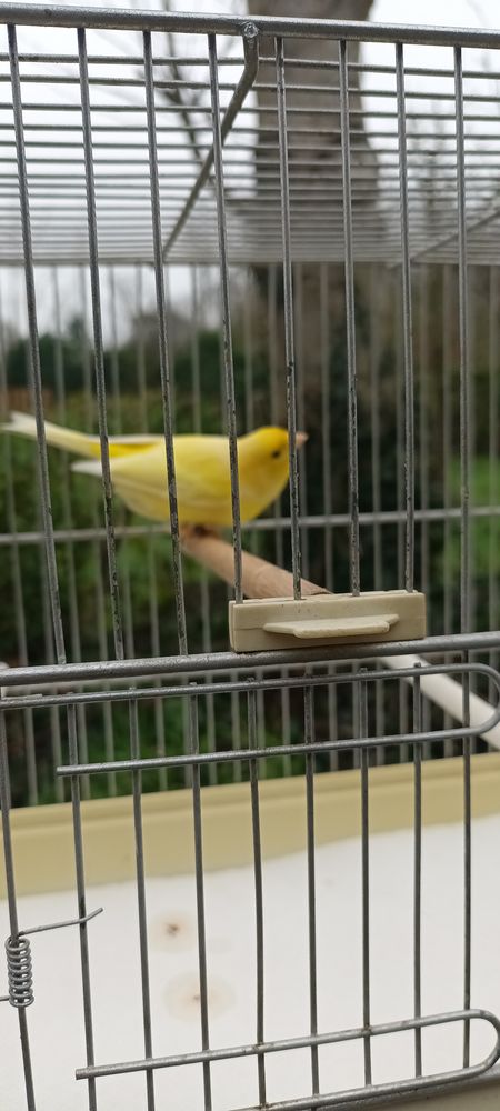 Canari  waterslager  de race pure 40 59299 Boeschepe