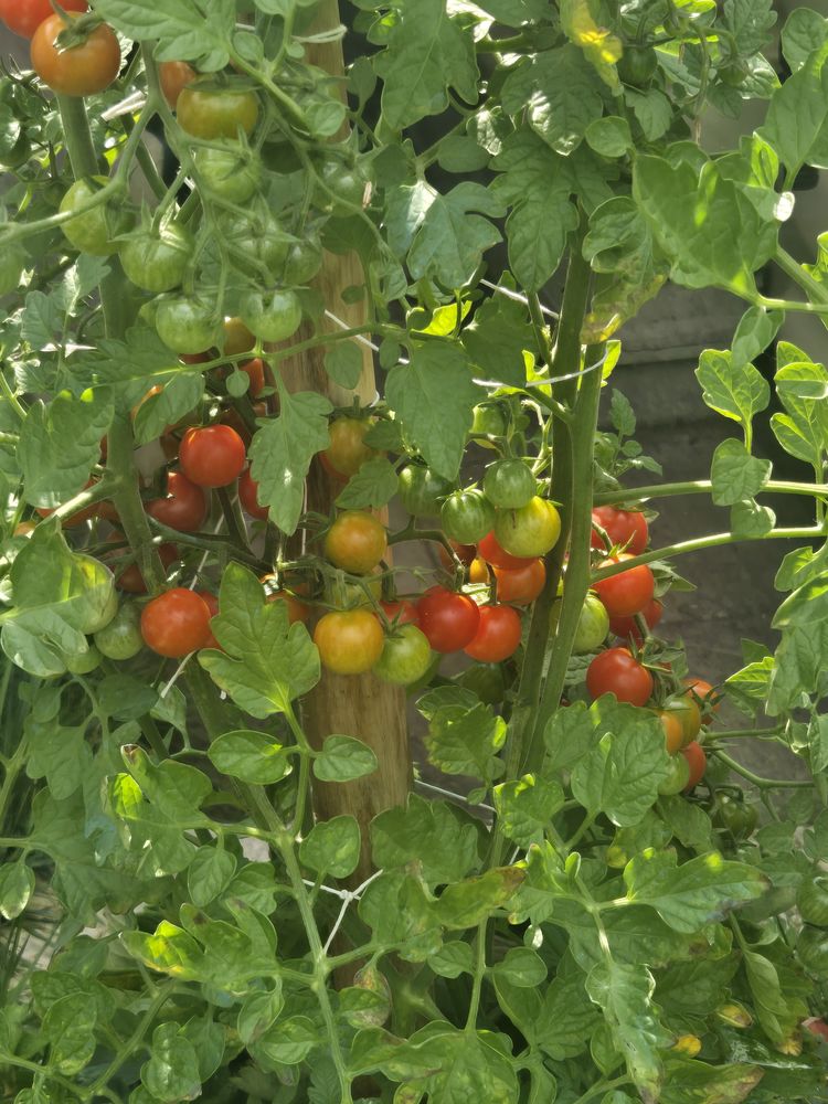 Pers s&eacute;rieuse recherche tortue de terre adulte,voir &acirc;g&eacute;e 77 0 93800 �pinay-sur-seine