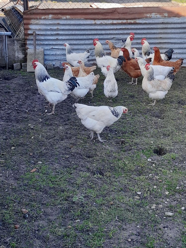 Coqs sussex 15 57170 Vaxy