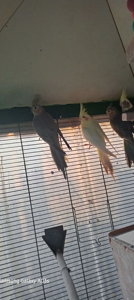 callopsittes 15 35120 Baguer-morvan