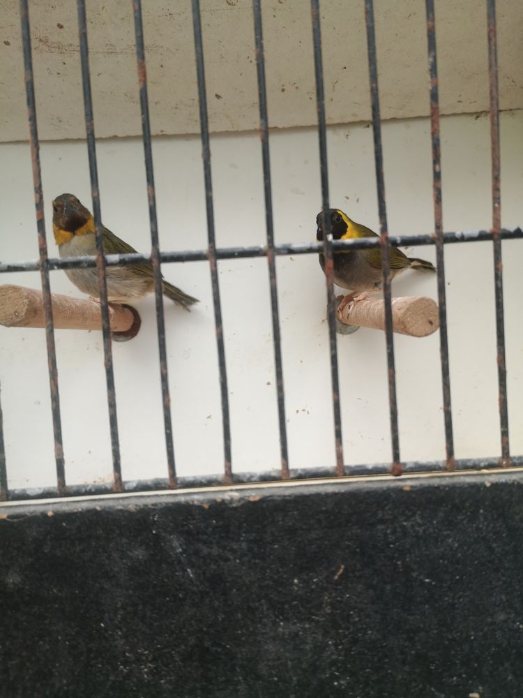 Oiseaux 70 21540 Sombernon