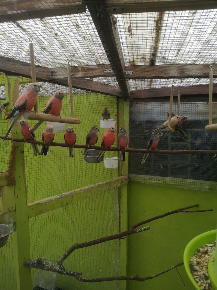 Oiseaux 20 21540 Sombernon