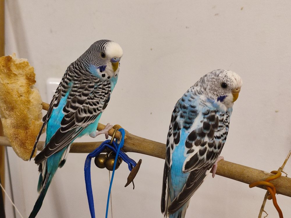 Perruches ondul&eacute;es eam 50 06640 Saint-jeannet