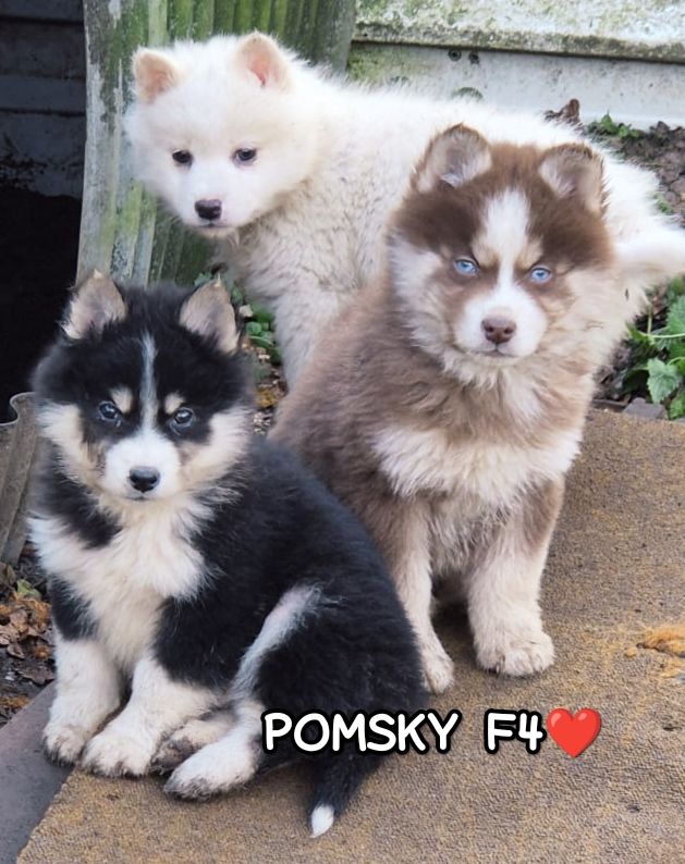 Magnifique Pomsky F4?? 1000 77300 Fontainebleau