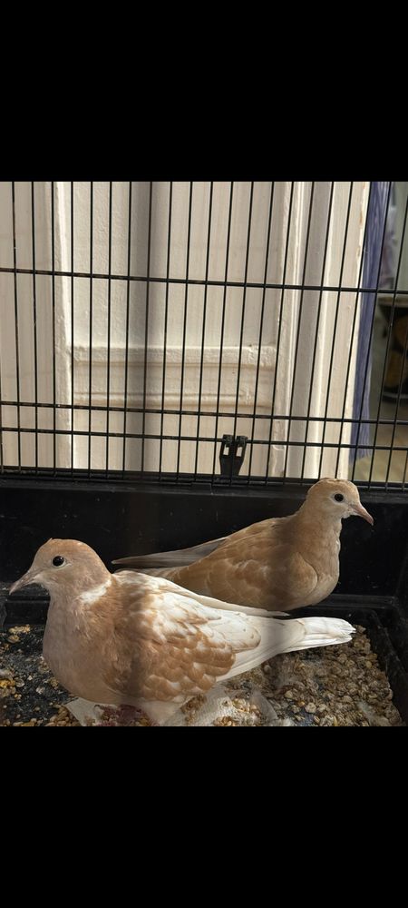 Tourterelles 0 75001 Paris